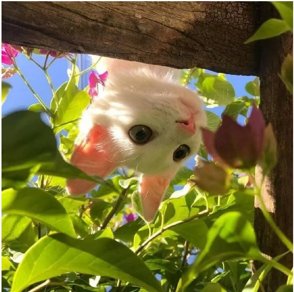 Mia